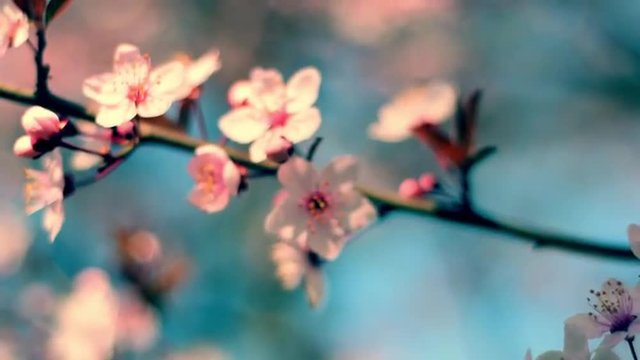Vivid close up pan of blooming pink cherry branch against blue sky. Great nature scene of Japanese Sakura in sunny day. Shallow dof. Slow motion full HD 1920x1080
