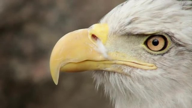 The close up face of a bald eagle, haliaeetus leucocephalus, side view on the rocky background. Stare of an American eagle, US national character in the amazing HD footage.
