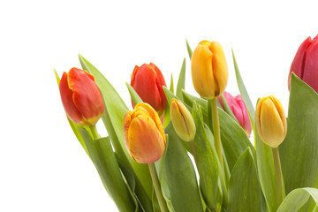 Naklejka premium Bunter Tulpenstrauß - Freisteller