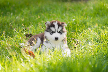  siberian husky puppy lying and looking on green grass