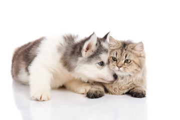 Cute siberian husky puppy kissing cute kitten