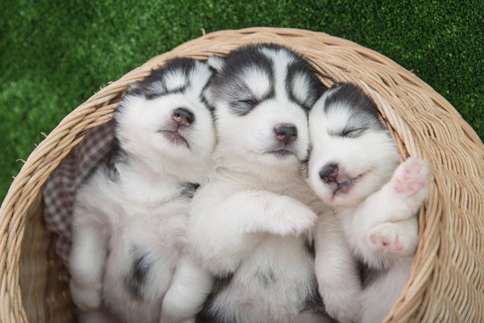 siberian husky puppies sleeping in basket bed