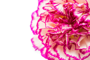 carnation flower isolated