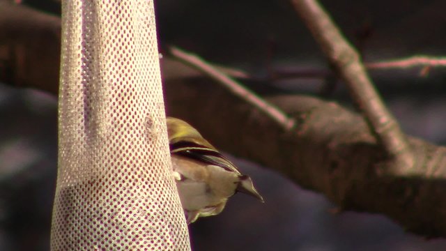 sunlit American goldfinch (Spinus tristis) perched on nyjer seed sock