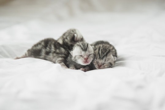 American Shorthair kittens sleeping on white bed