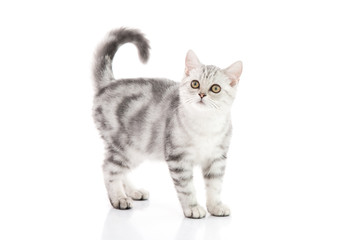Cute tabby kitten
