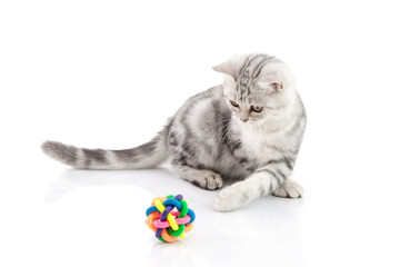 Naklejka premium Cute tabby kitten playing toy