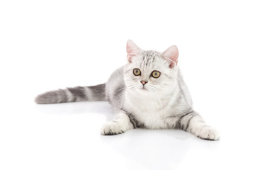 Cute tabby kitten lying on white background