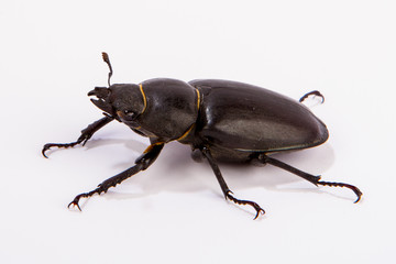 Female Stag Beetle isolated on white