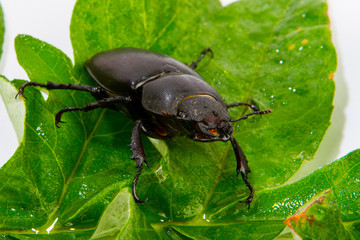 stag beetle female  sitting on oak leaf