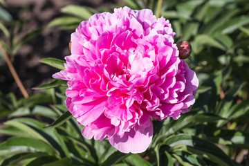 pink peony flower