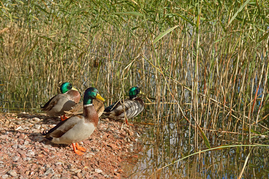 Ducks in reeds