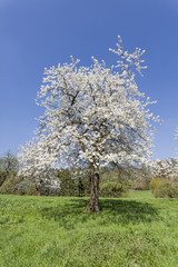 Fototapeta na wymiar Apple tree in spring, Holperdorp, Germany