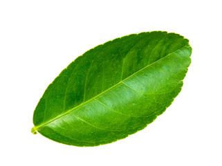 Obraz premium Green leaf. Isolated on a white background