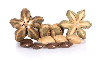 sacha inchi peanut seed on white background
