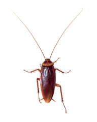 Cockroach isolated on a white background
