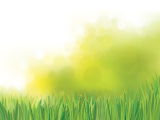 Obraz premium Vector green grass on bokeh, nature background.