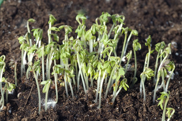Gartenkresse; Lepidium Sativum