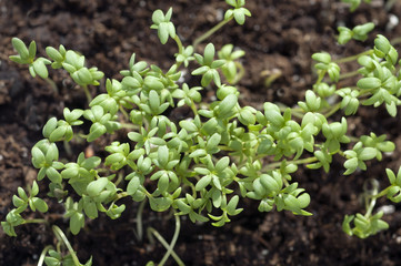 Gartenkresse; Lepidium Sativum