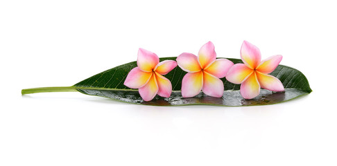 Plumeria flowers and leaf isolated on white background