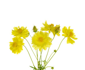 yellow flowers isolated on white background
