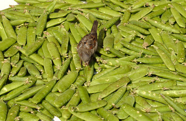 Ganef, pilferer. Young sparrow eating peas on counter in market