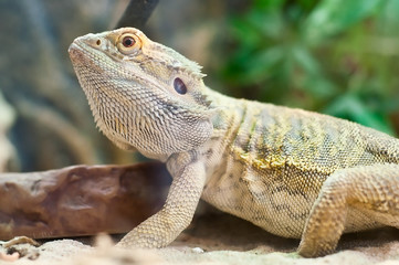 Iguane dans un terrarieum 