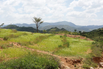 Fototapeta na wymiar Terrassenfelder der Konso, Äthiopien, Afrika