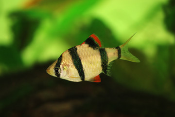 Tiger barb or Sumatra barb Puntius tetrazona tropical aquarium fish 