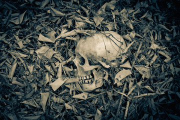 skull human in the dry leaf