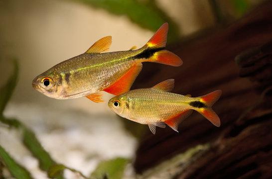 Group of buenos aires tetra Hyphessobrycon anisitsi tropical aquarium fish