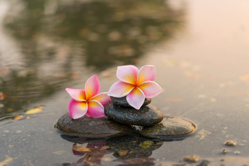 Plumeria on a rock surrounded by water relaxing.