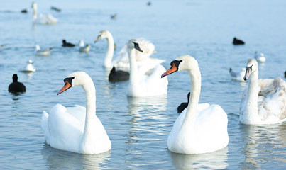 Obraz premium Beautiful wild swans, ducks and gulls float near the Black Sea c