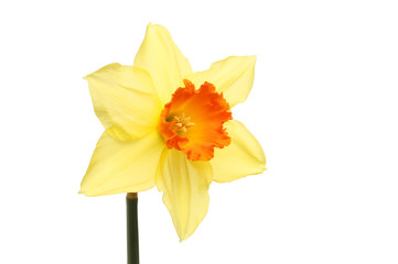 Single daffodil flower