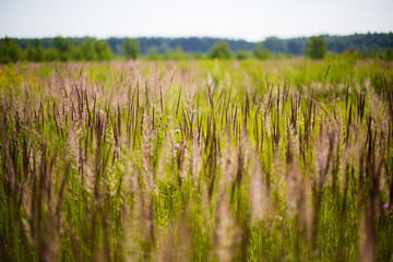 Obraz premium field of green grass 