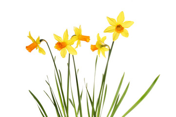 Daffodil flowers and leaves