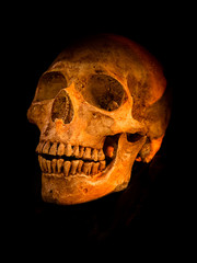 Still life skull