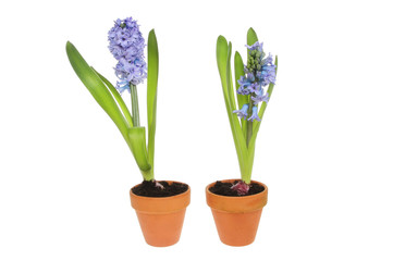 two Hyacinth plants