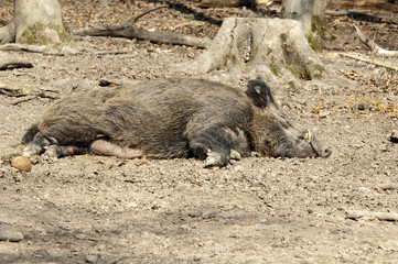 Fototapeta premium Wildschwein, Sus scrofa