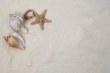 Fototapeta na wymiar Starfish and seashell on the beach sand. 