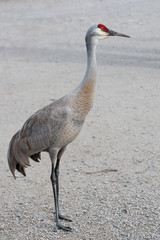 Sandhill Crane Standing