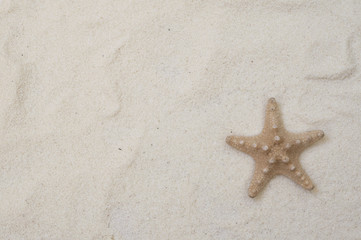 Fototapeta na wymiar Starfish on the beach sand. 