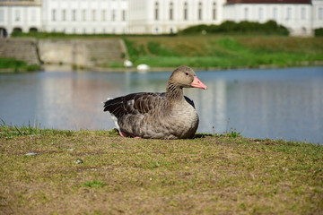 Goose on the bank of a river
