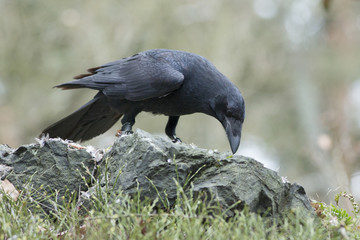Raven