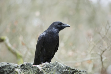 Raven