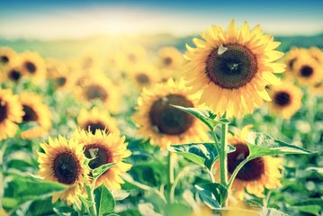 Sunflower_field_vintage