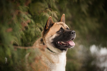 American Akita`s head