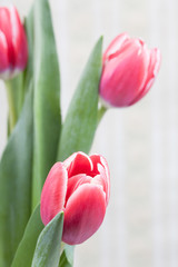vintage image of flowers tulips on the background old wallpaper