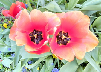 Washington Red tulips and Liriope muscari 2010