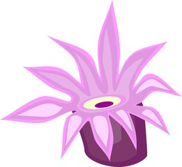 Sea Anemone